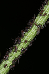 Uroleucon cichorii