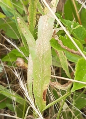 Puccinia sii-falcariae