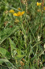 Pentanema ensifolium