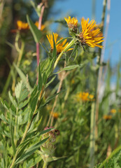 Pentanema ensifolium