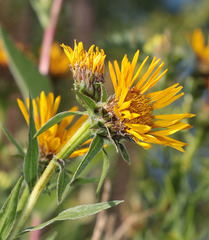 Pentanema ensifolium