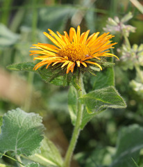 Pentanema orientale