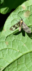 Eressa confinis