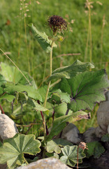 Pentanema orientale