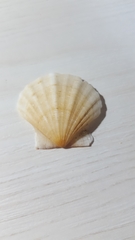 Pectinidae