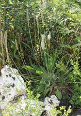 Plantago urvillei