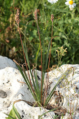 Plantago atrata