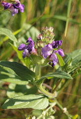 Prunella grandiflora