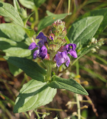 Prunella grandiflora