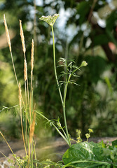 Apiaceae