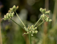Apiaceae