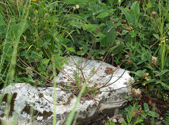 Chamaesciadium acaule
