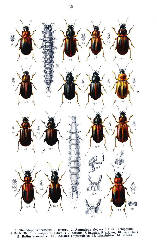 Acupalpus luteatus