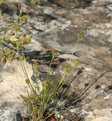 Chamaesciadium acaule