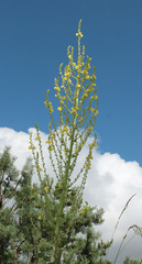 Verbascum pyramidatum
