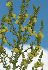 Verbascum pyramidatum