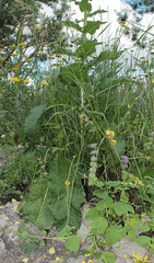Verbascum pyramidatum