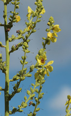 Verbascum pyramidatum