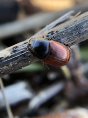 Aphodius pedellus
