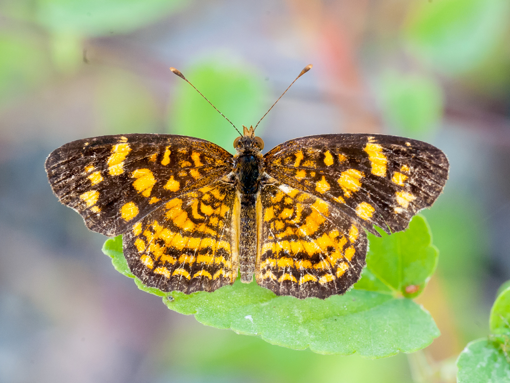 Cuban Crescent (Butterflies Of GTMO) · iNaturalist