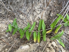 Asclepias prostrata