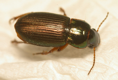 Harpalus tardus