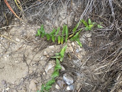 Asclepias prostrata