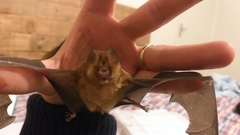Hipposideros caffer