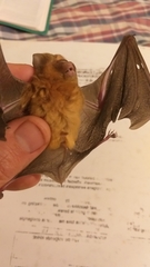 Hipposideros caffer