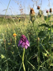 Anacamptis pyramidalis
