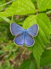Cyaniris semiargus