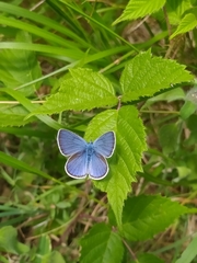 Cyaniris semiargus