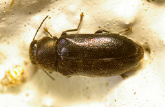 Maoraxia eremita