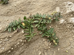 Asclepias prostrata