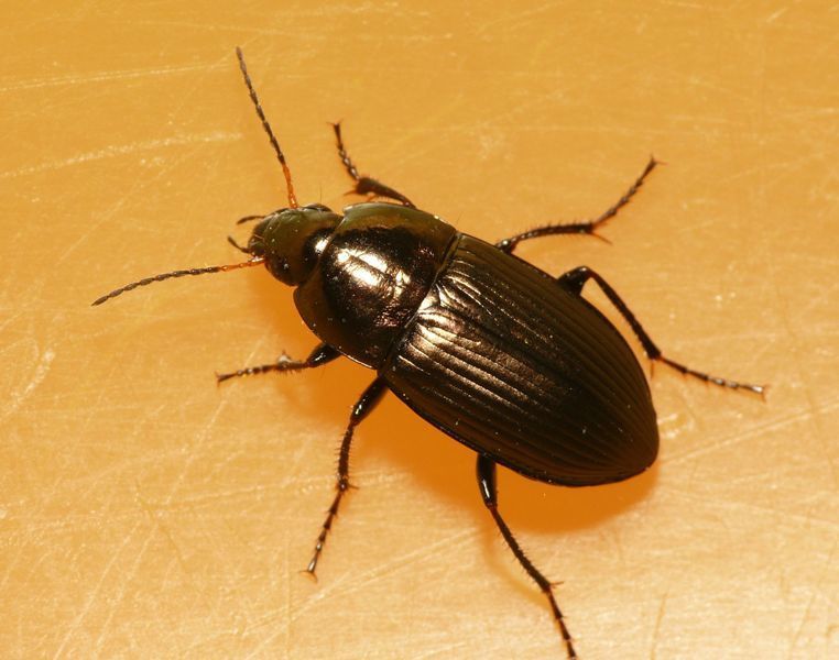 Amara convexior