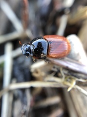 Aphodius pedellus