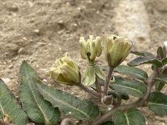 Asclepias prostrata
