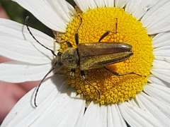 Lepturobosca chrysocoma