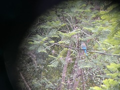 Eumomota superciliosa