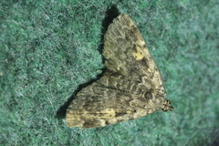 Idia calvaria