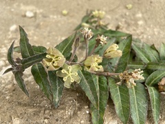 Asclepias prostrata