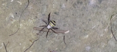 Argiope aetheroides