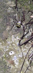 Argiope aetheroides