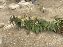 Asclepias prostrata