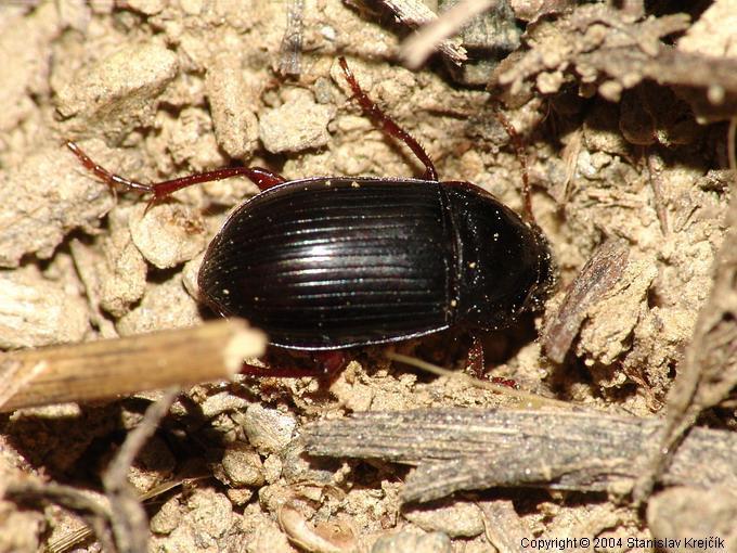 Amara equestris