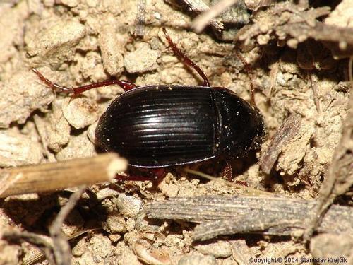 Amara equestris