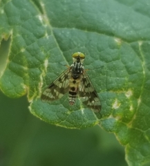 Athericidae