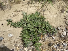 Asclepias prostrata