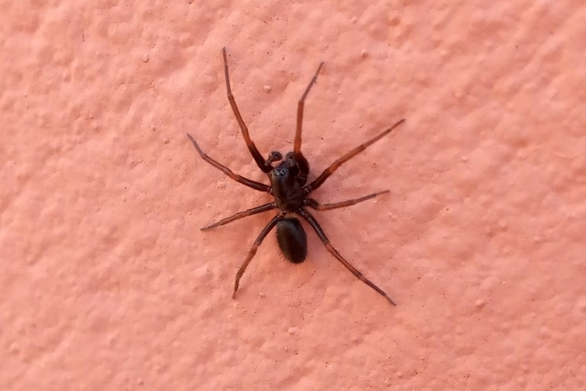 Goeldia nigra
