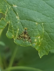 Athericidae